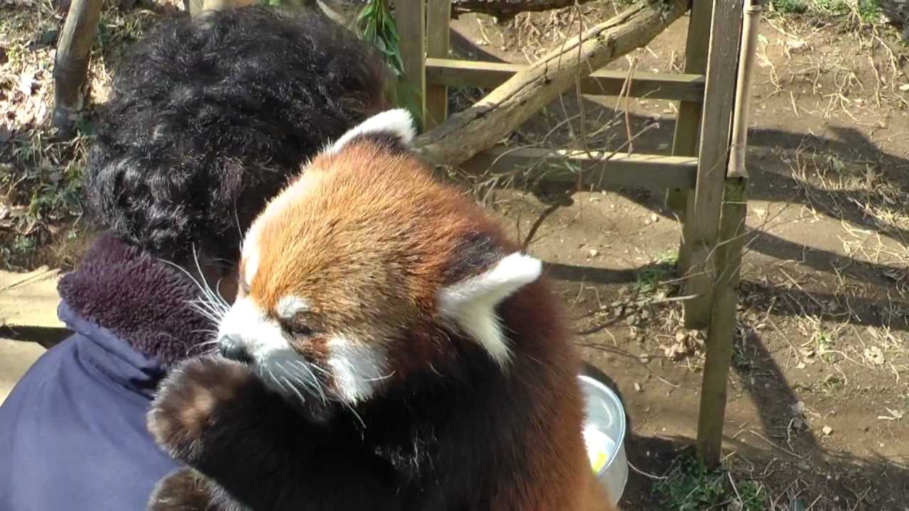 抱っこしてリンゴをもらうエイタ君（説明付き）　千葉市動物公園