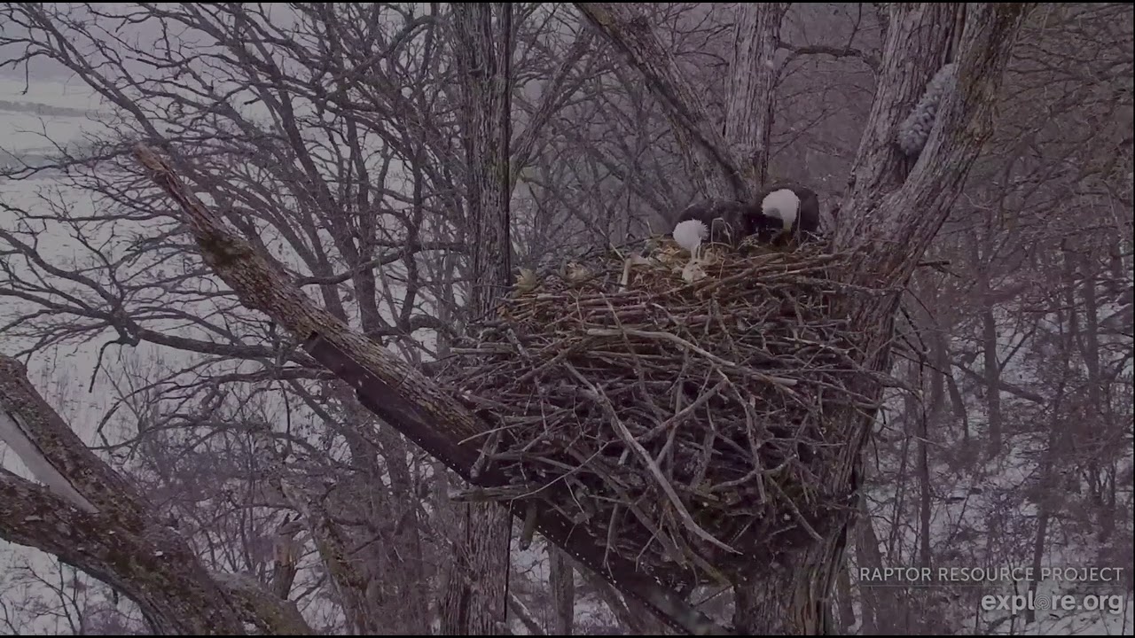 Decorah North Eagles 2-28-26, 10 am DNF, UM to nest, UM out, DNF lays in nest