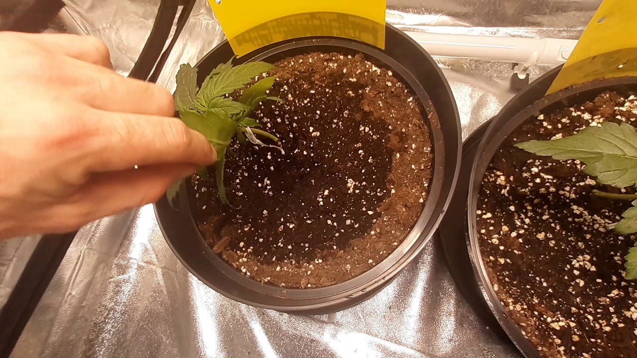 UK gorilla grow 2020. GG Autos. 