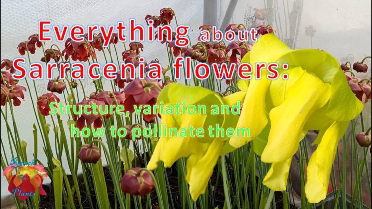 Everything about Sarracenia flowers: structure, variety and how to pollinate them