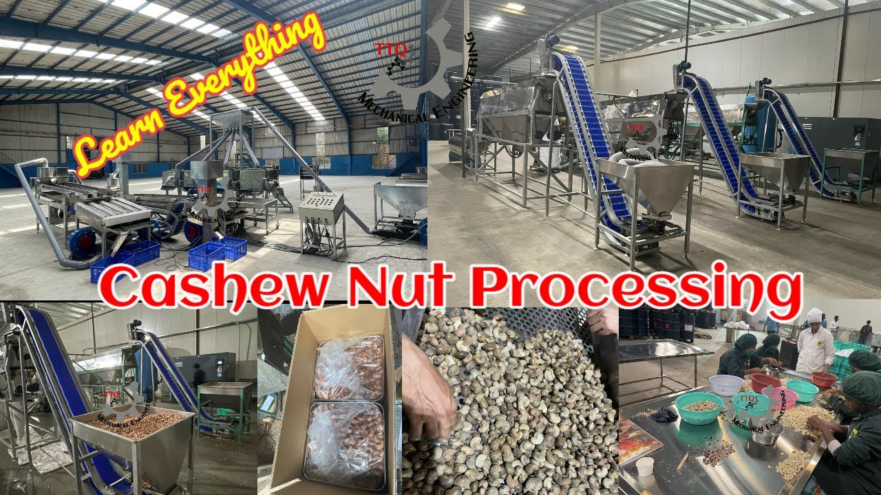 Cashew Nut Processing | Cashew Nut Processing Machine | Modern Automatic Cashew Nut Processing Plant