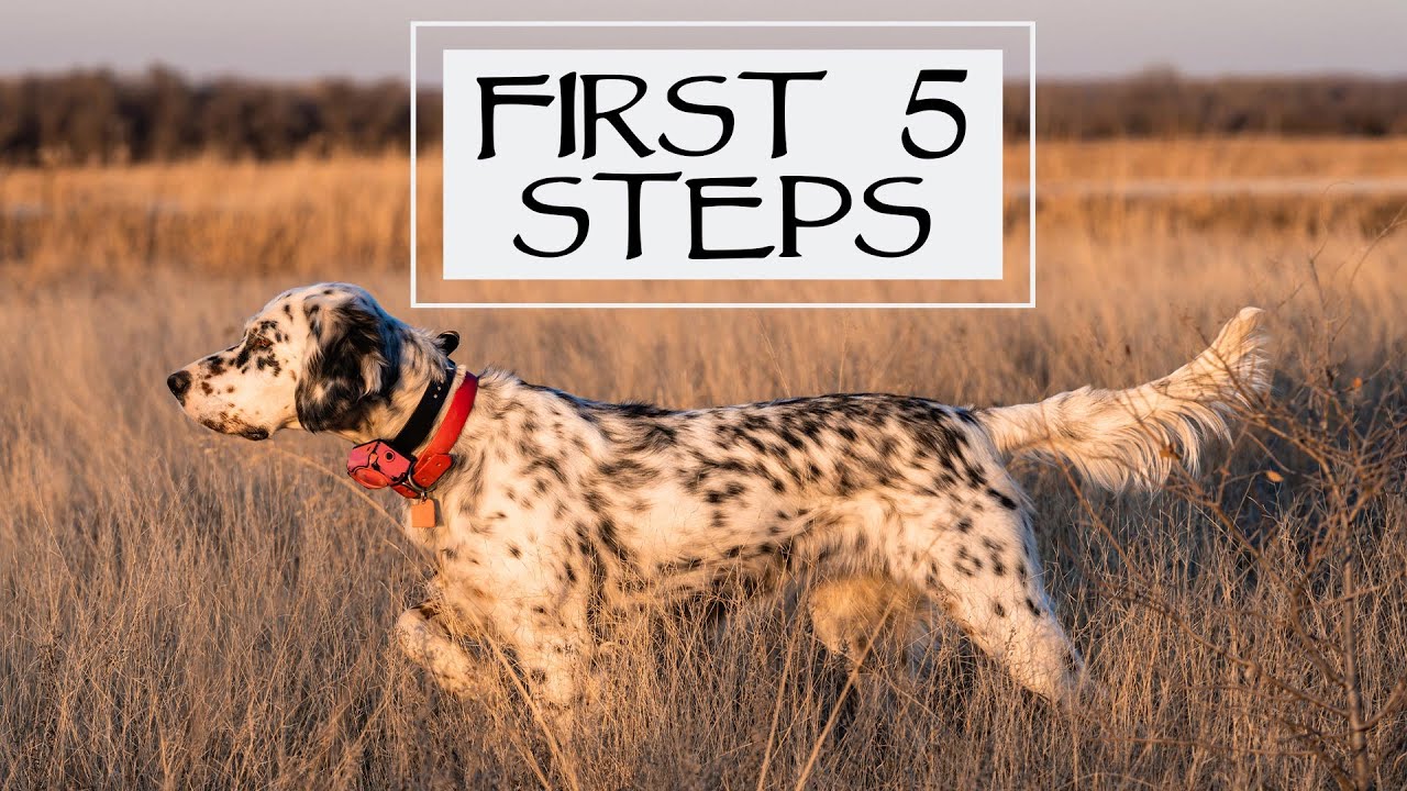 First Steps With a New Dog - Pro Training
