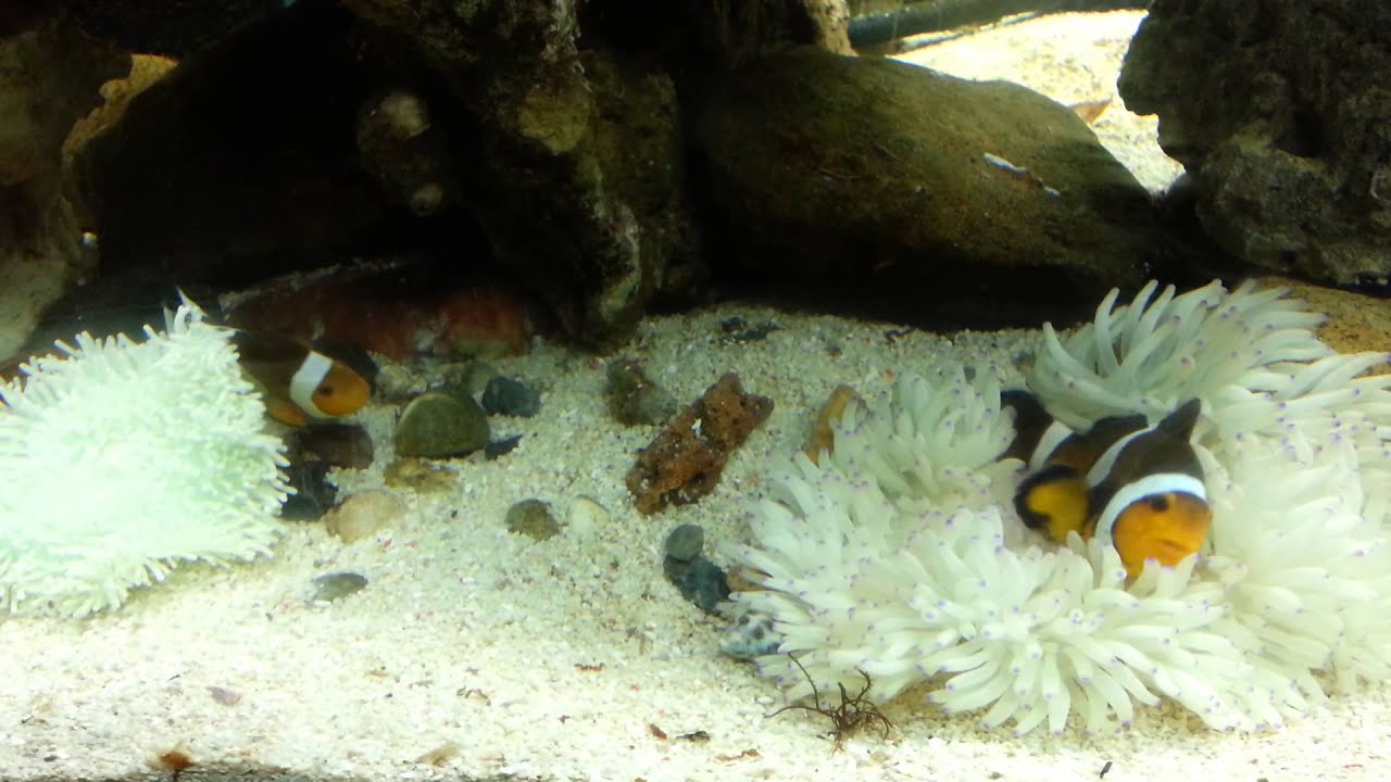 Bah's Sea Marine Tank 4 20131015_204233.mp4