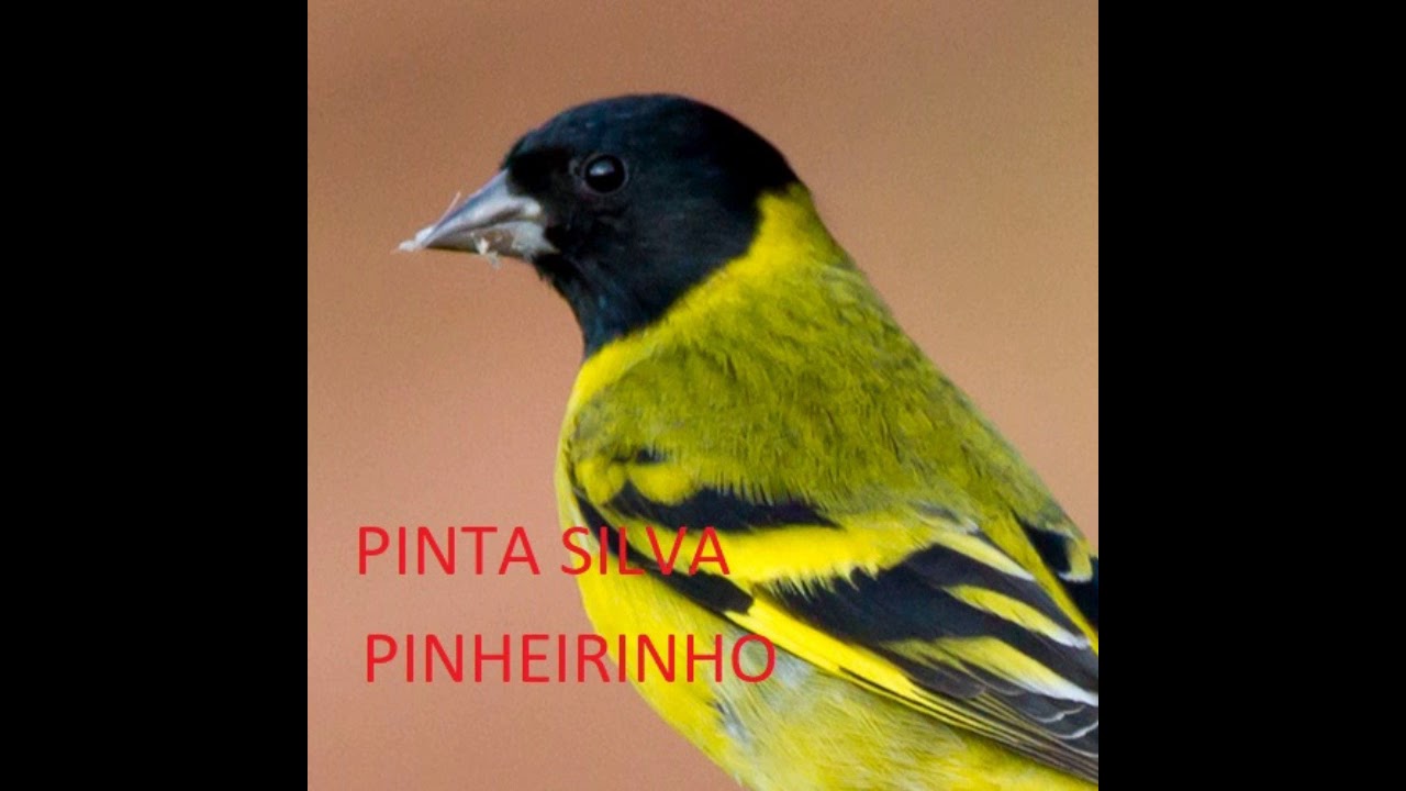 Pinta Silva Pinheirinho Fogoso Canto