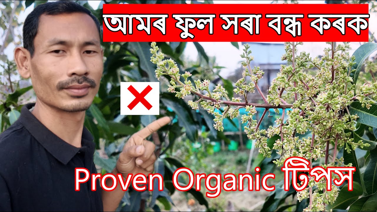 আমৰ ফুল সৰা কেনেকৈ বন্ধ কৰিব 🥭 | Mango Flower Drop Causes & What to Do (February Mango Organic Care)