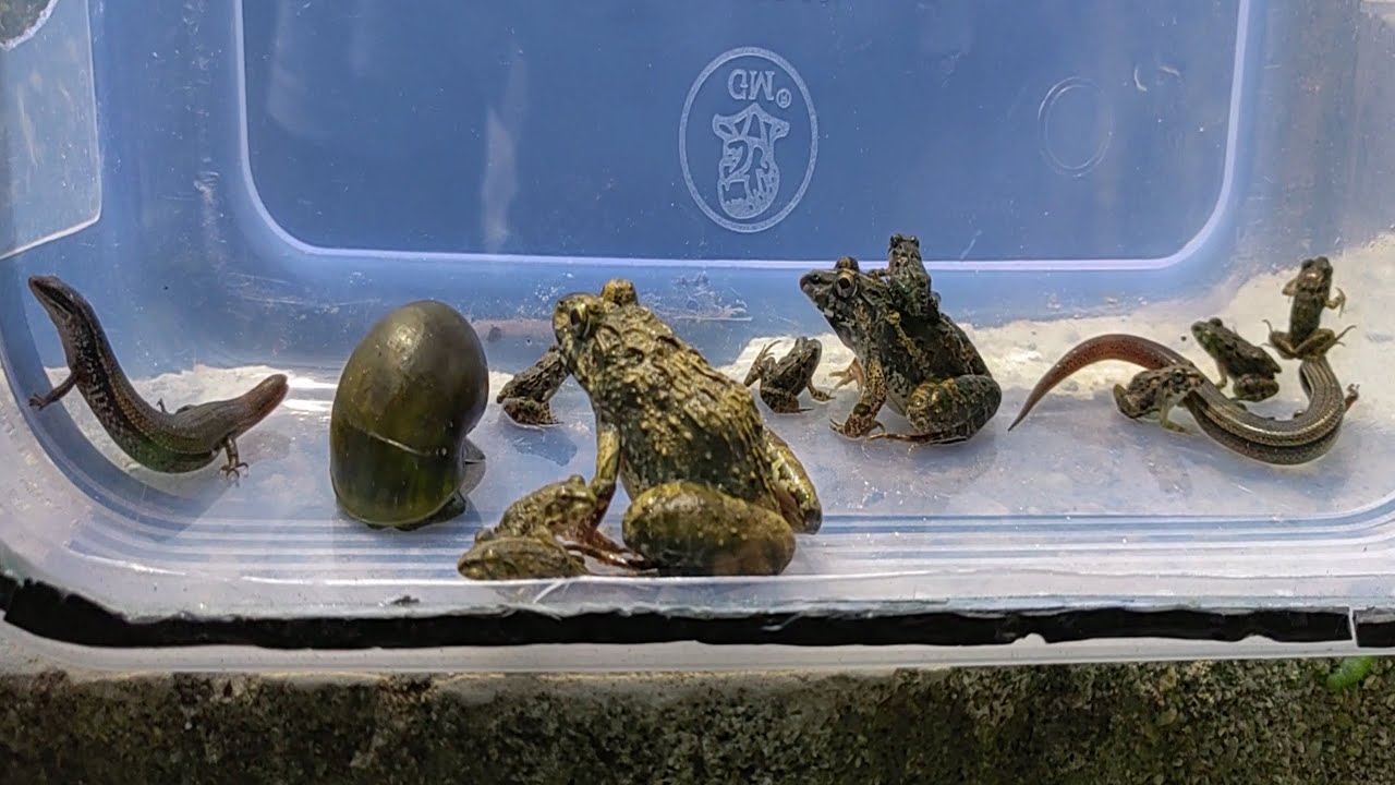 I caught a flock of frogs in a puddle after a rain