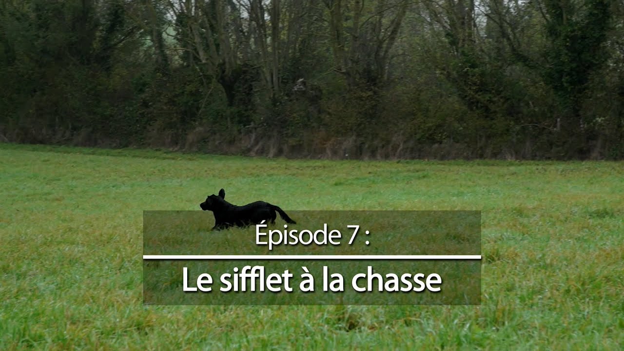 Chiens de chasse #7 : Le sifflet à la chasse