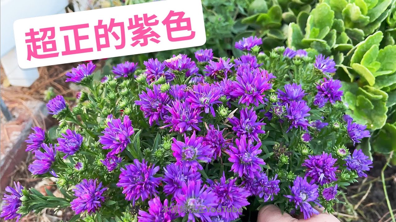 紫成这样也没谁了！紫菀花，英文名blue henry i aster(园艺篇273）荷兰菊 荷兰紫菀