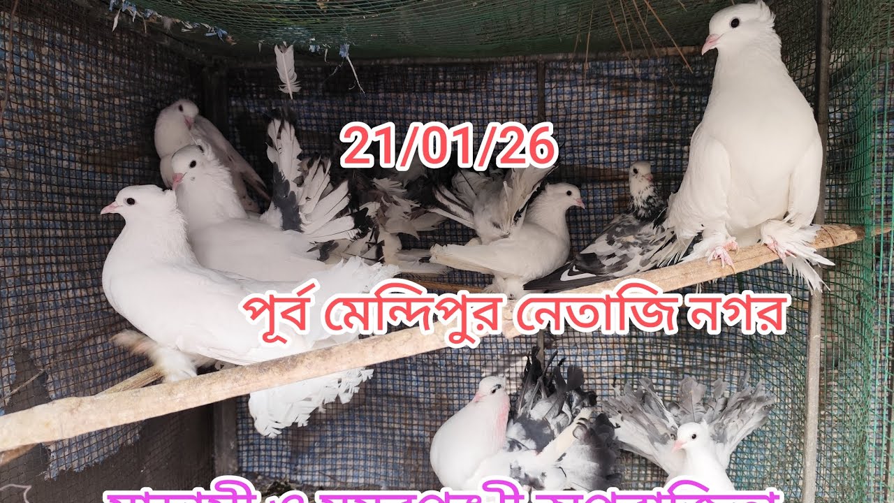 অর্জুন দার বাড়ির ফার্ম ভিজিট মাদ্রাসি ও ময়ূরপঙ্খী অপরাজিতা বেবি পেয়ার শীতের মৌসুমে কি খাবার দিলে 