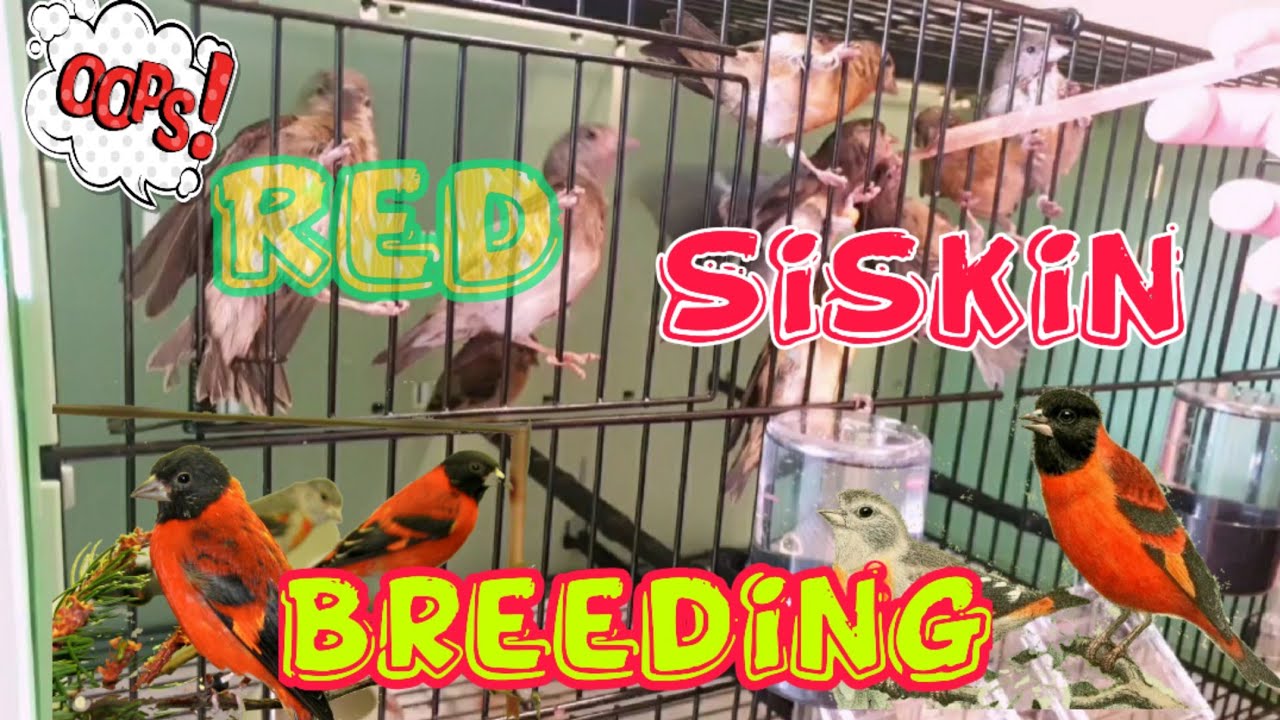 RED SISKIN
