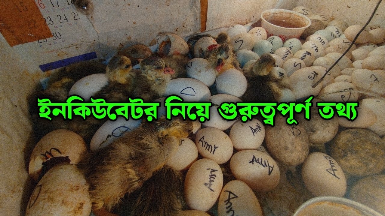 ইনকিউবেটর সম্পর্কিত গুরুত্বপূর্ণ তথ্য | Egg Hatching Guide