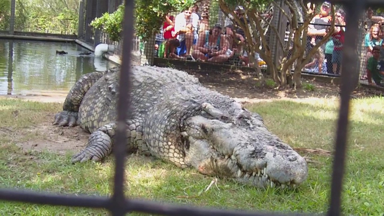 Utan - Alligator Adventure N.Myrtle Beach SC, 2011