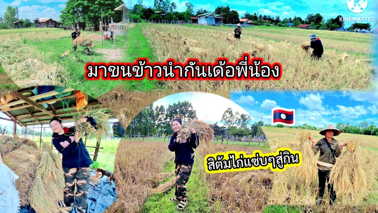 #มาขนข้าวนำสาวแววเด้อพี่น้องชิต้มไก่สู่กีนดอก😋🇱🇦#สาวลาว#วิถีชาวบ้าน 9 ตุลาคม ค.ศ. 2025