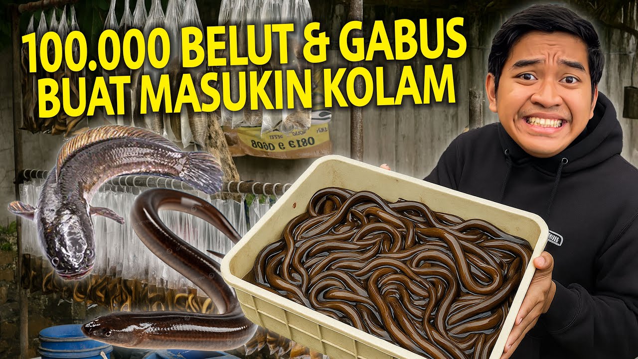 100.000 BELUT DAN IKAN GABUS DARI PINGGIR JALAN DIKASIH MAKAN KE SEMUA HEWAN AKU YANG ADA DI RUMAH!