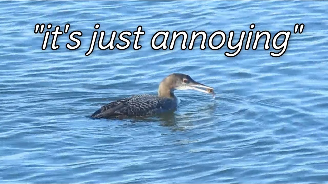 lofibeats video for my dad who doesn't like that the bird footage loops