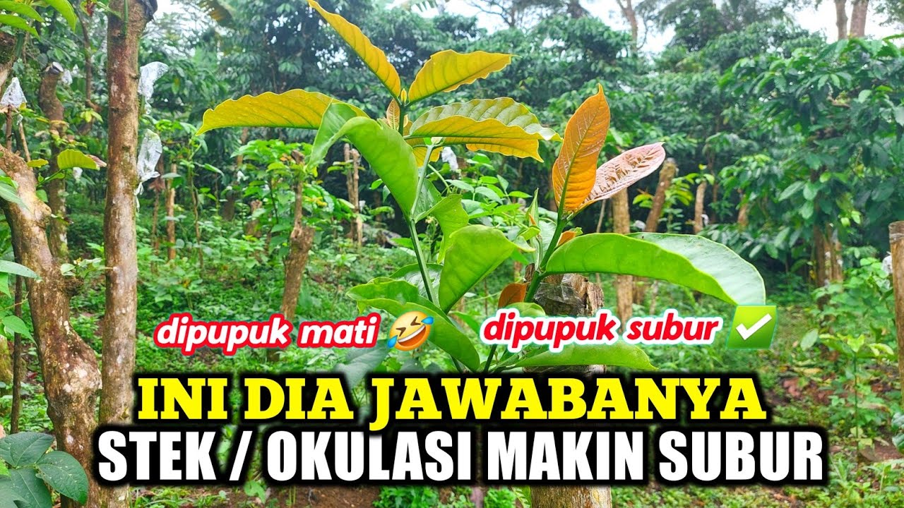stek kopi setelah dipupuk ❗️ kopi balap