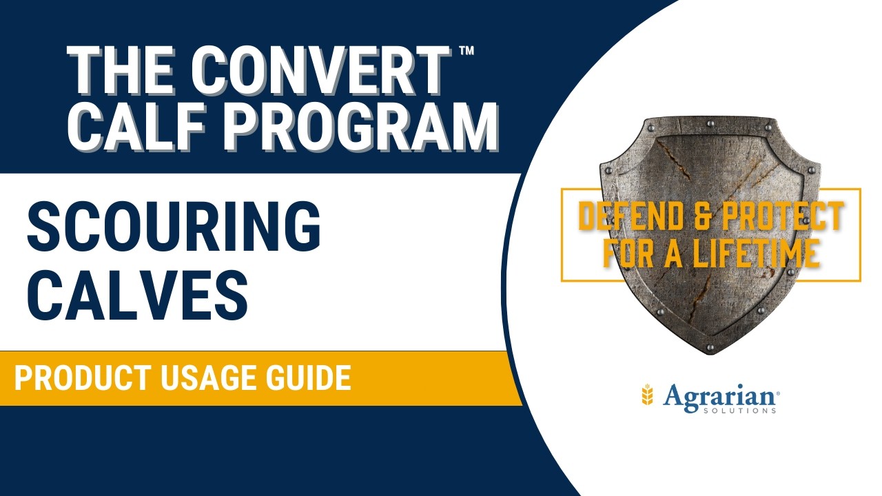 Treating Scouring Calves with the Convert Calf Program