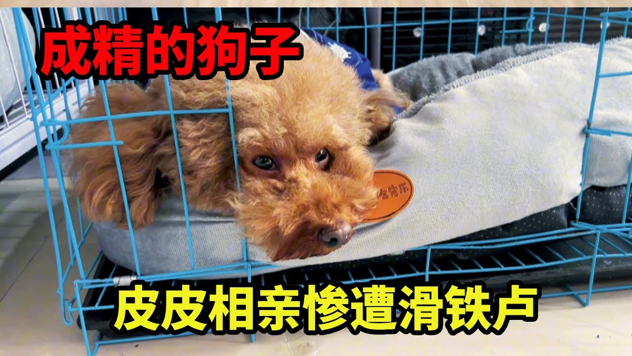 皮皮着急见自己的相亲对象，不料大早上就把铲屎官叫醒，结果一听洗澡果断把自己关在笼子里！