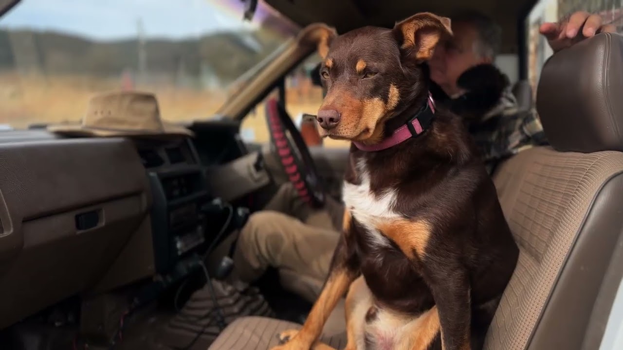 Hidden Valley Farms Australia Rescue Dogs