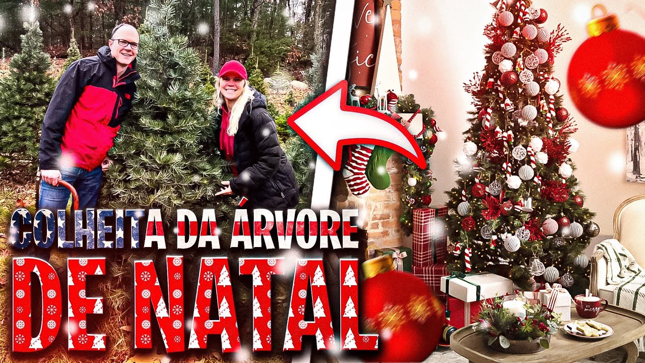 🇺🇸 Colheita da Árvore de Natal - Massachusetts 📍