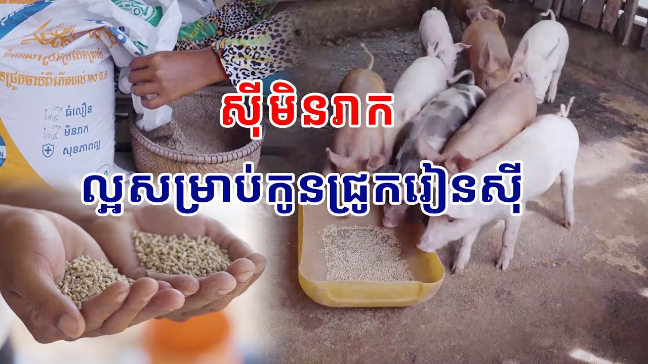 #បញ្ហាប្រឈាមបំផុតសម្រាប់កសិករគឺកត្តាកូនជ្រូករាក