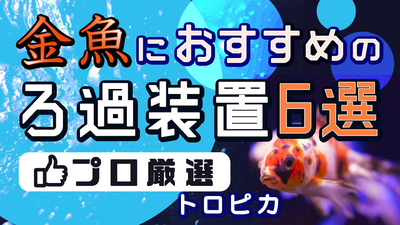 金魚におすすめのろ過装置6選！エアレーション効果も重視して厳選！
