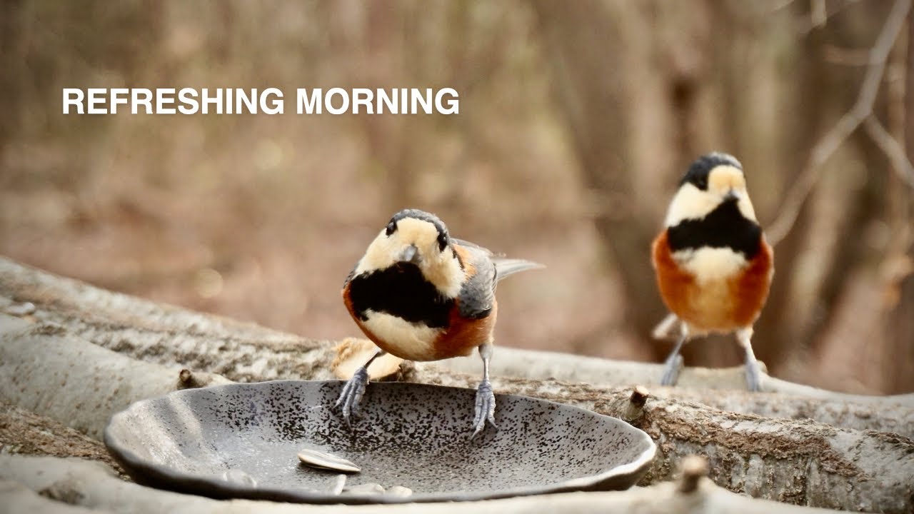 Clear Morning at the Bird Feeder | Started at 9 AM, 0°C / 32°F
