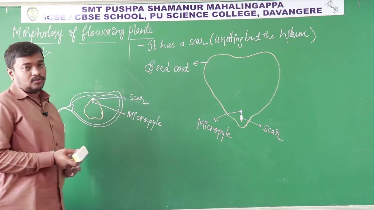 Residential PU Science College Davanagere 12  Morphology of Flowering Plants