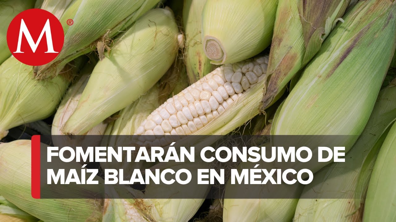 ¿Qué está pasando con el maíz en México?