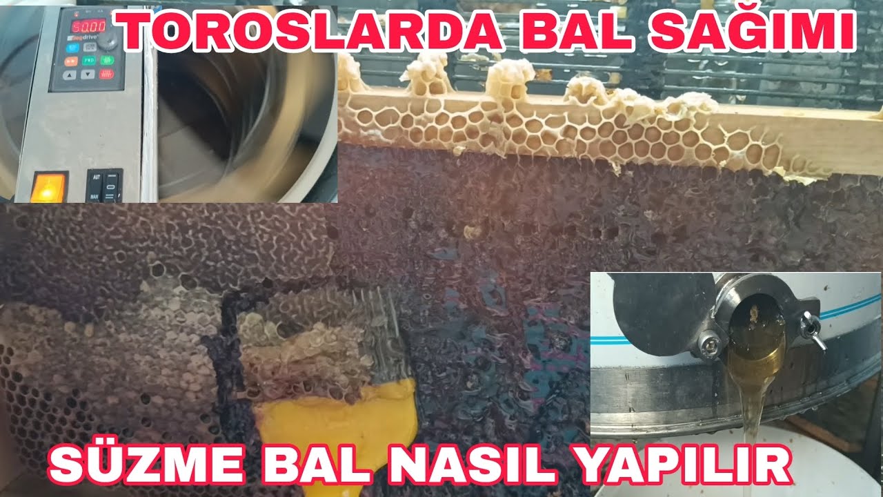 TOROSLARDA BAL SAĞIMI. SÜZME BALIN OLUŞUMU