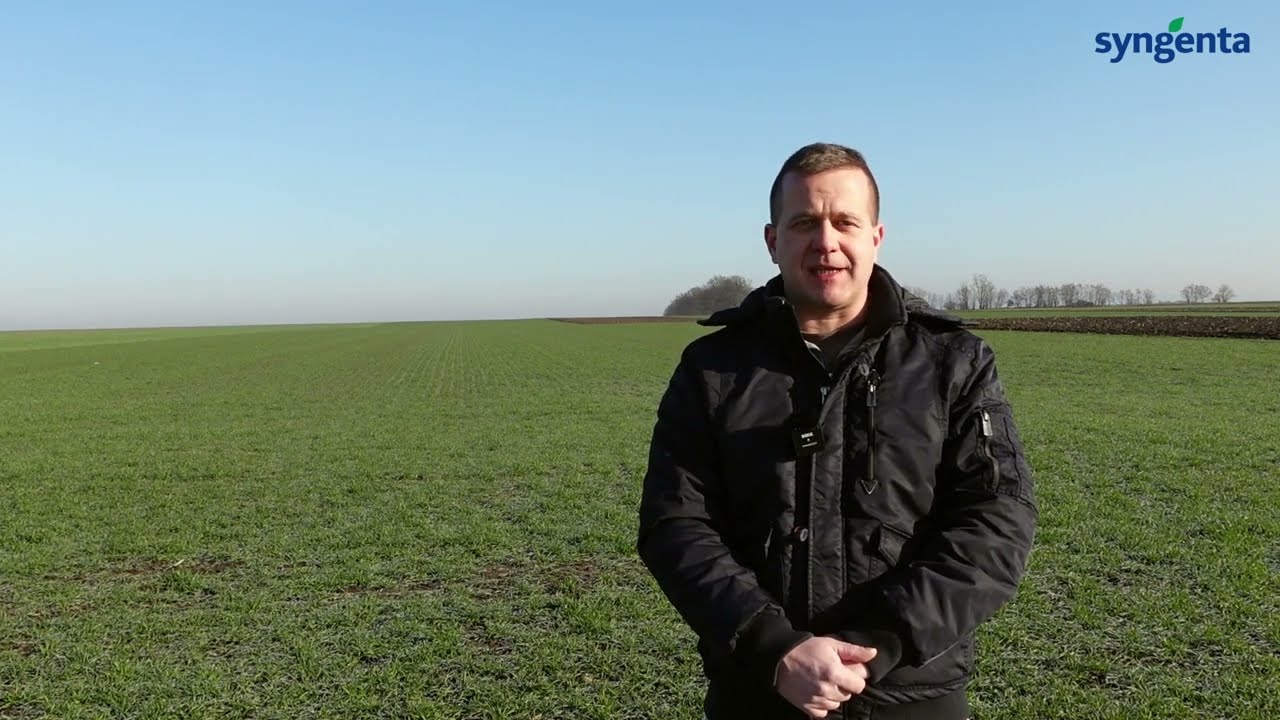 🌾 Szemlézés és a búza tavaszi lombvédelme | Syngenta | Boros Szilárd