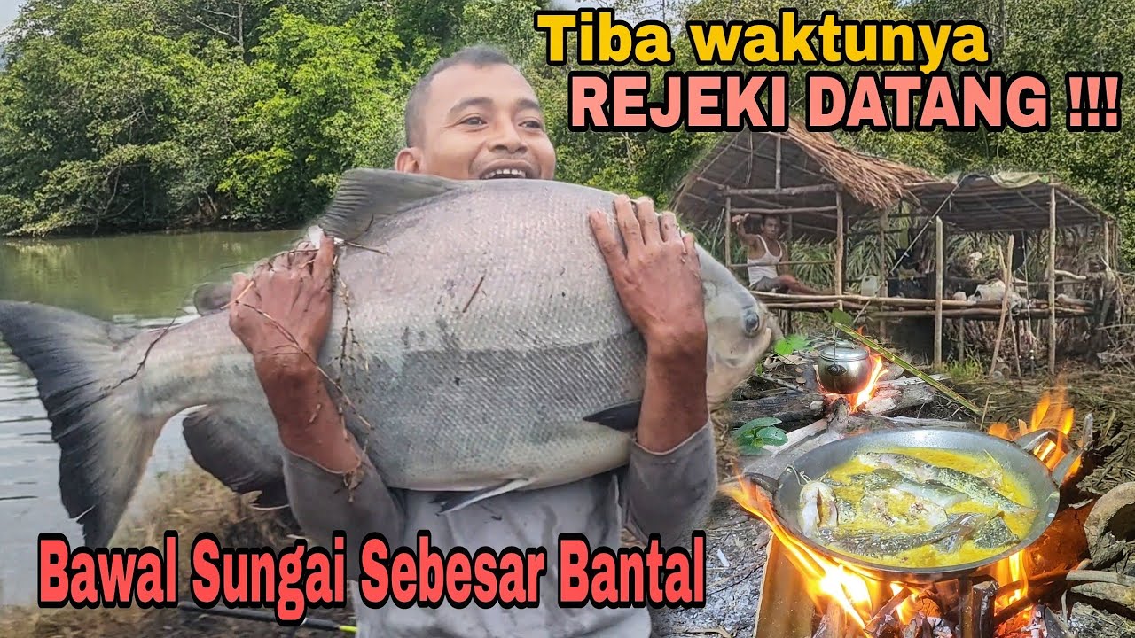 Nggak percaya tapi nyata! Pertama kali dapat Bawal sungai sebesar bantal