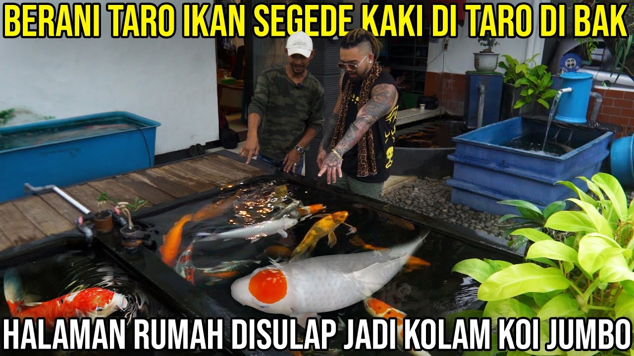 BERANI TARO IKAN SEGEDE KAKI DI TARO DI BAK HALAMAN RUMAH DISULAP JADI KOLAM KOI JUMBO | SENTRA KOI