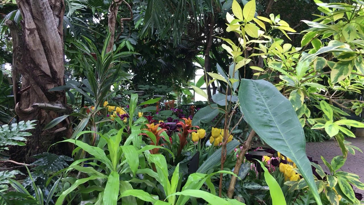 Butterfly livestream
