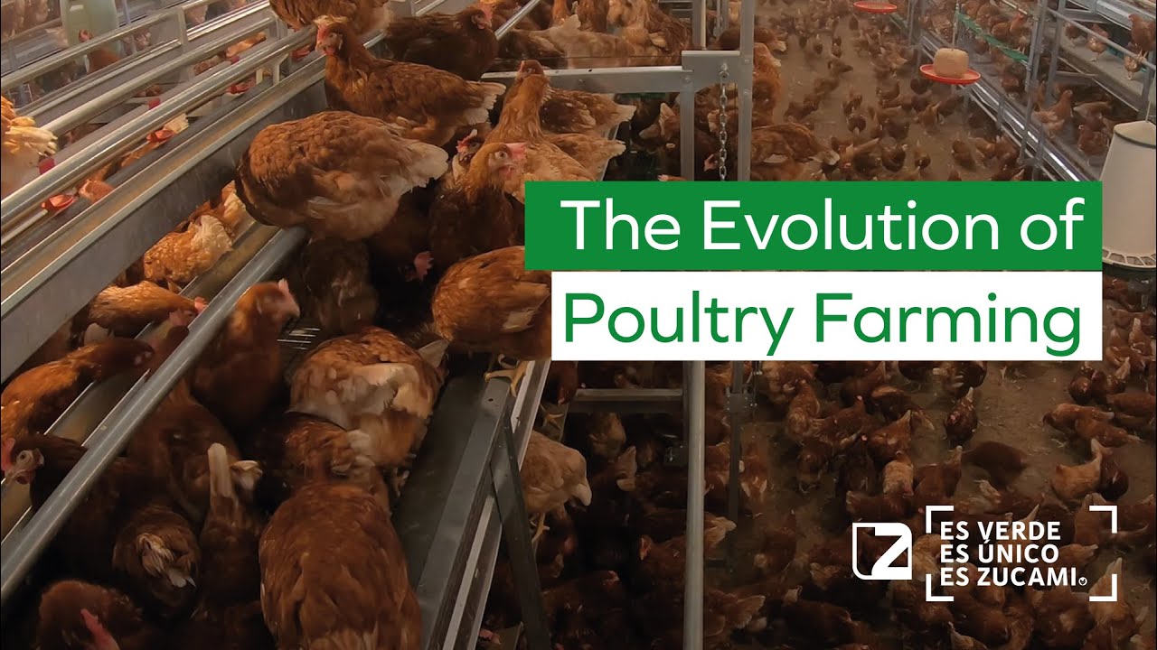 🐔 The Evolution of Poultry Farming: ZUCAMI's VISION Aviary for Laying Hens🥚