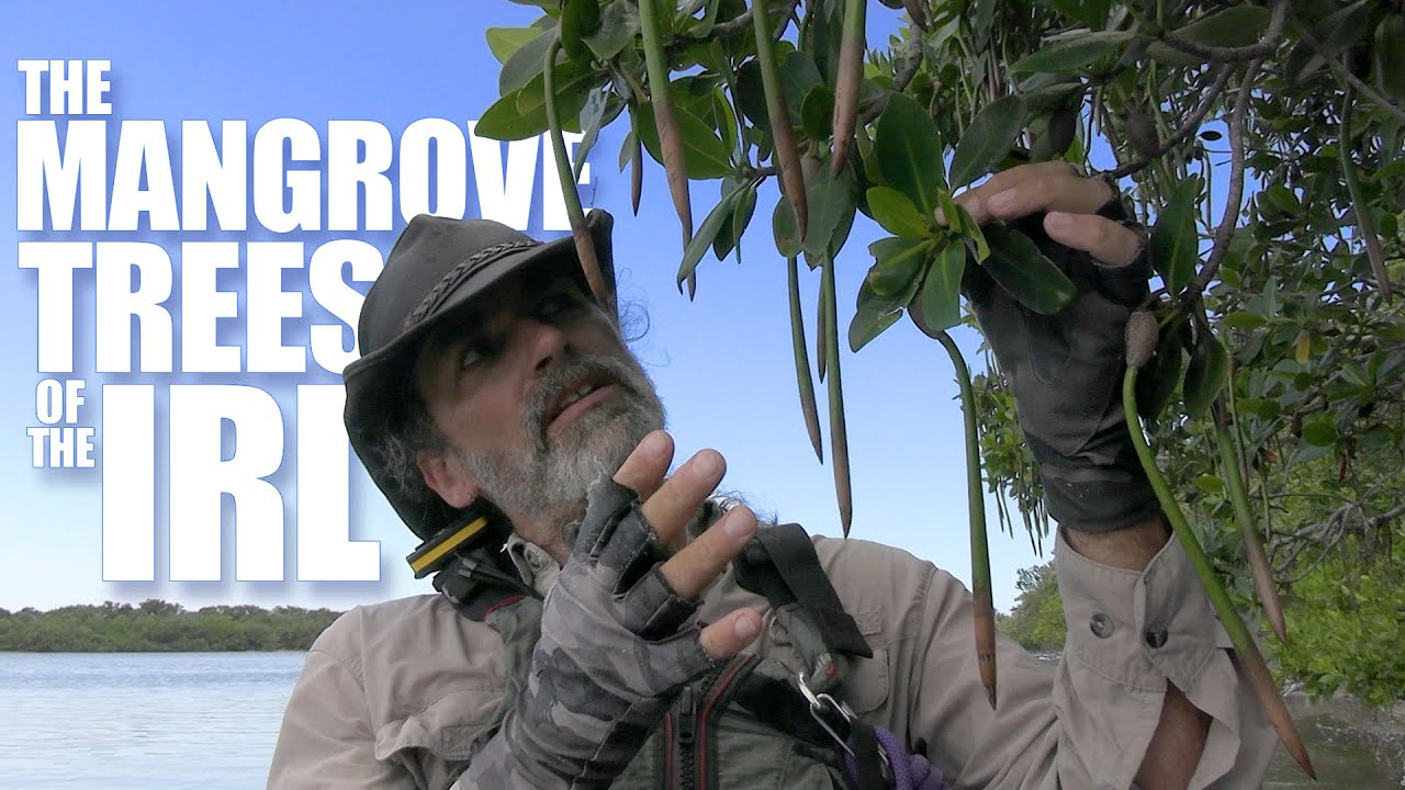 Mangroves of the Indian River Lagoon