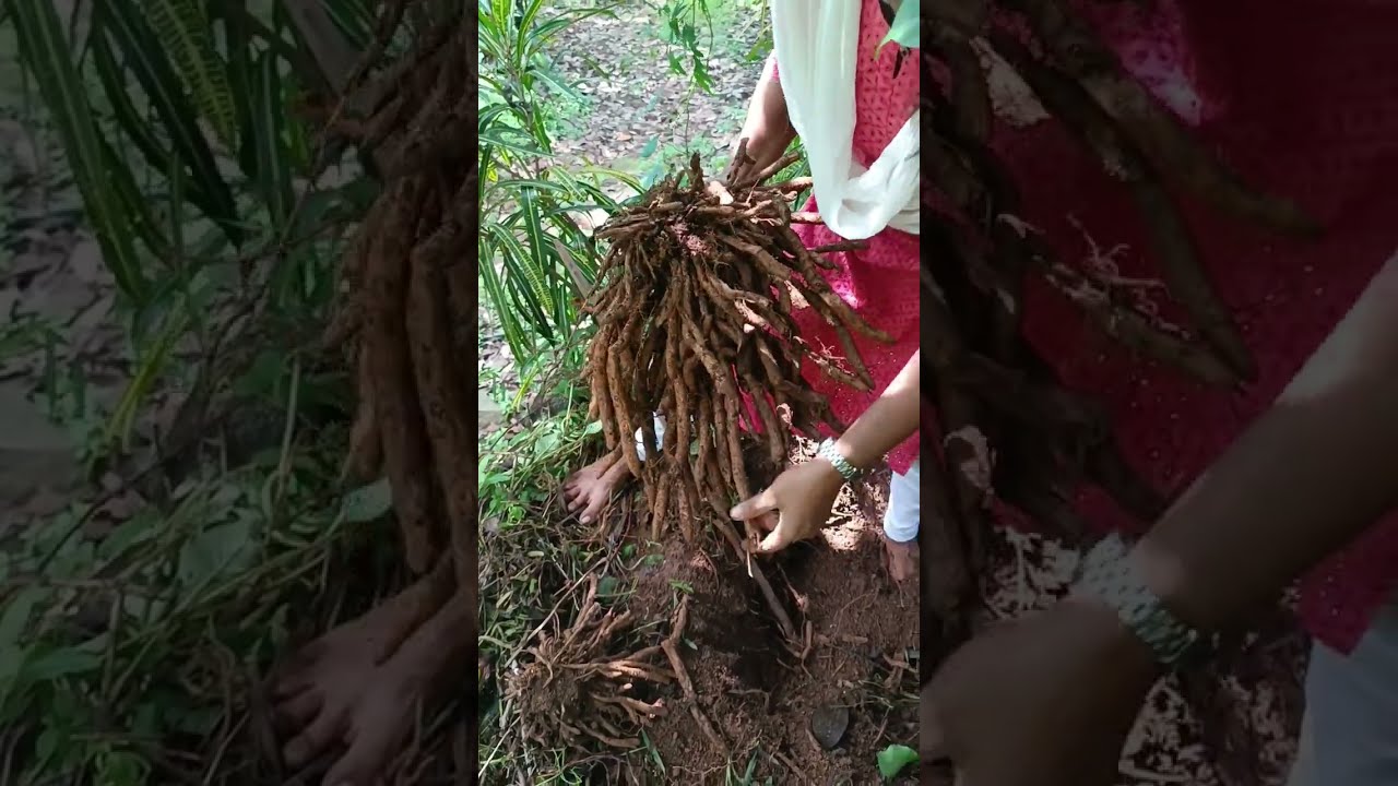 ശതാവേരി കിഴങ്ങു അച്ചാർ 😍😍😍