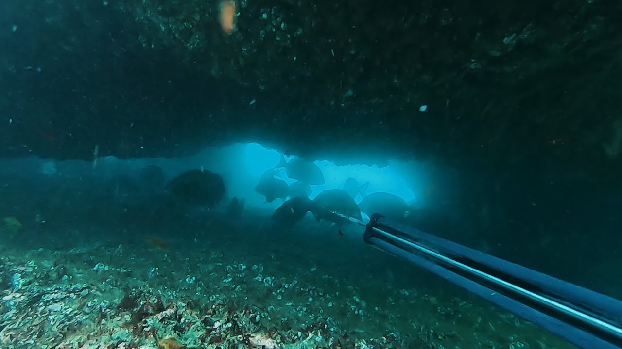 PESCASUB - Sargos / Sea Bream / Saragos / Sars 2019