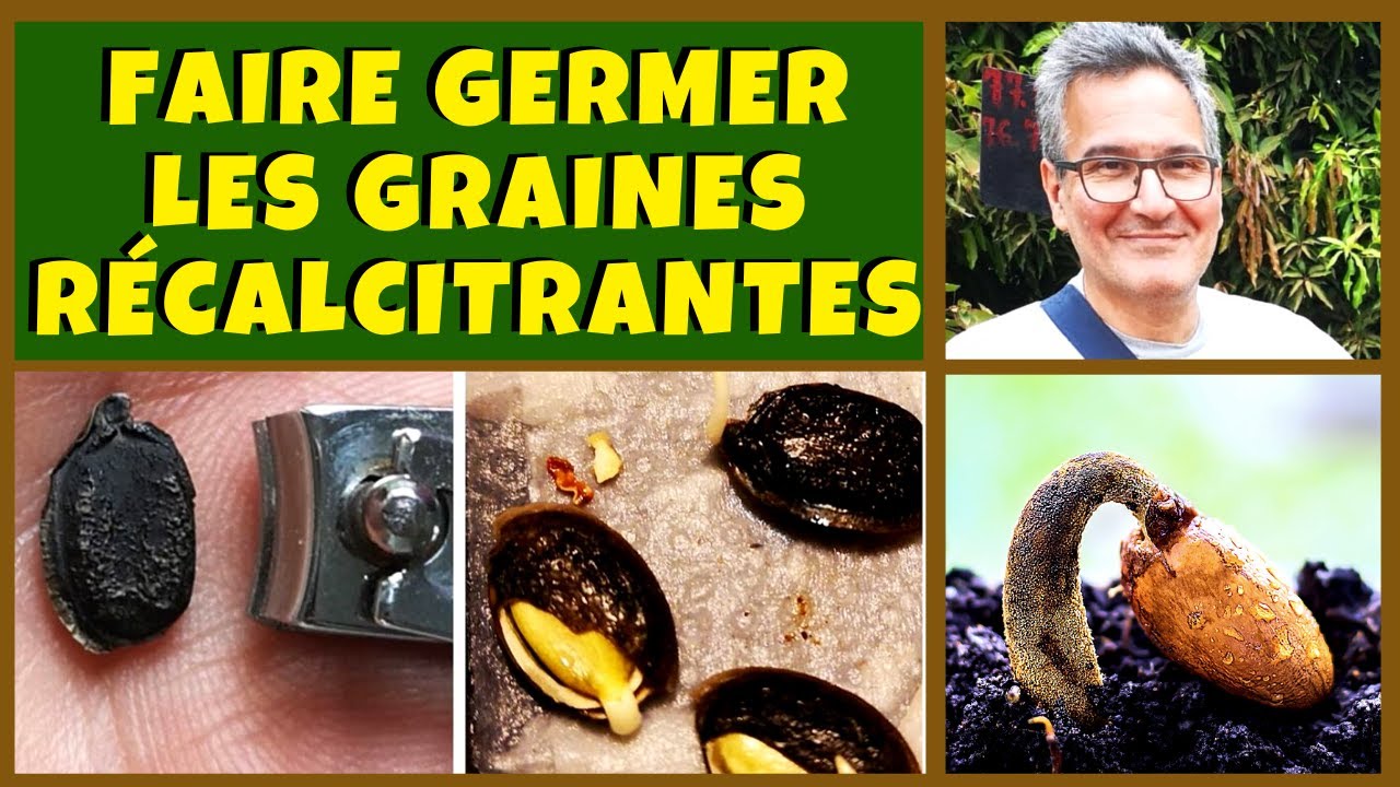 Faire germer les graines récalcitrantes