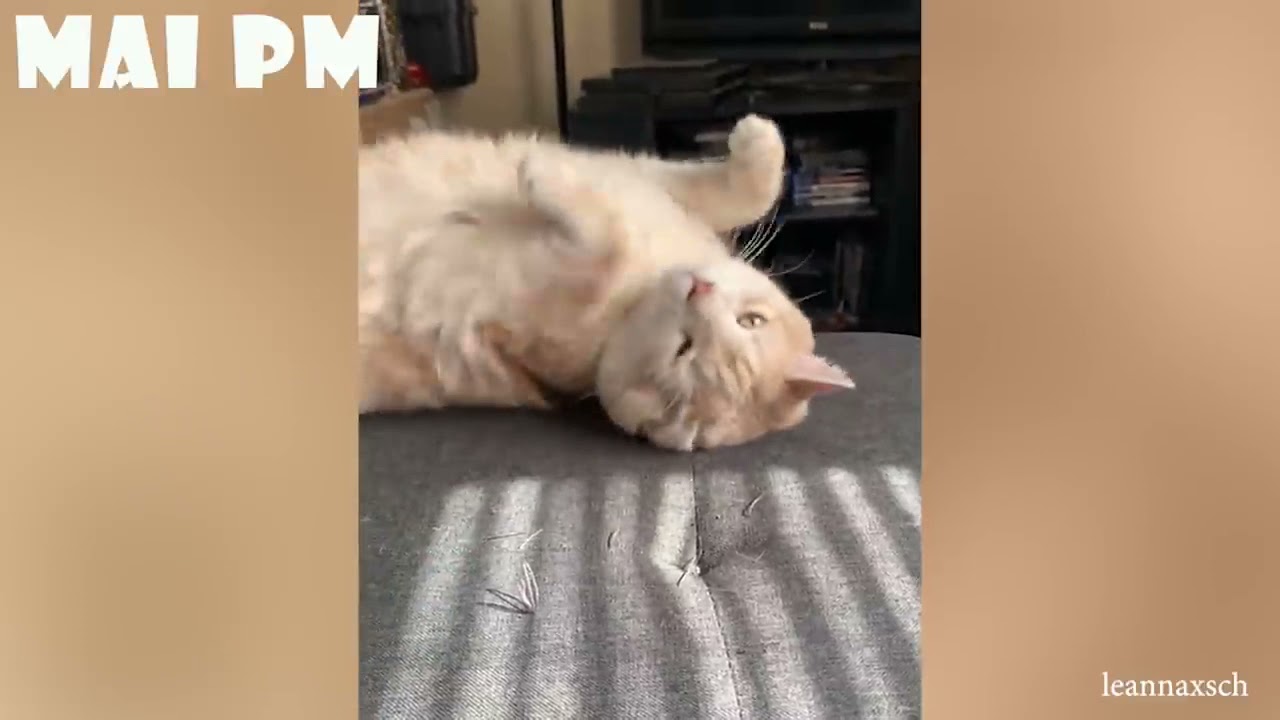 LUSTIGE TIERVIDEO Try not to LAUGH with Funny Animal's Life Compilation🤣🤣
