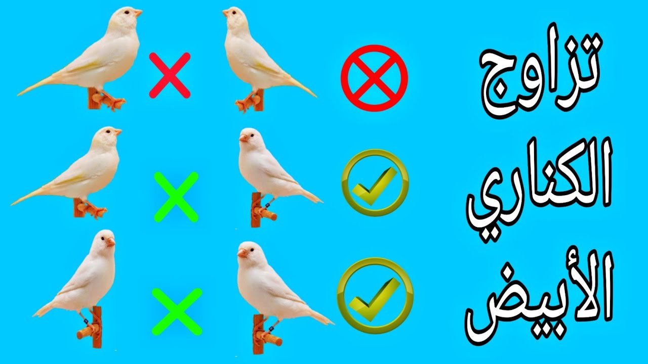 اذا كنت تنوي تربية الكناري الأبيض فهذا الفيديو يهمك !!!