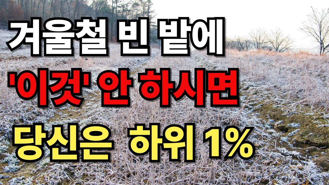 배추 뽑고 올 한해 농사 끝났다고 그냥 겨울내내 밭을 놀리면 99% 내년 봄 농사는 망합니다.