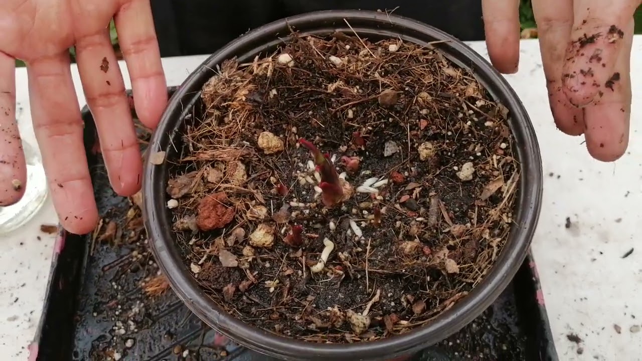 ¿Como sembrar nuestros bulbos de callas?
