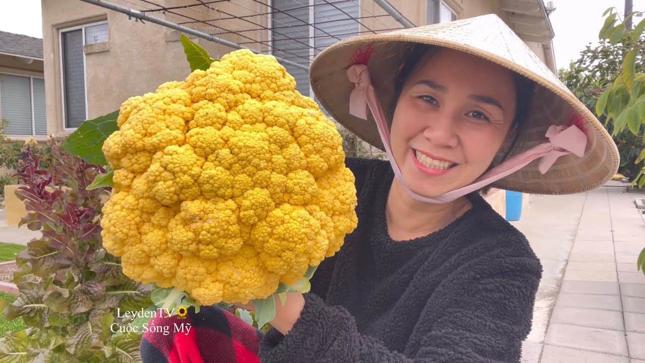 Trở Về Mỹ Sau 2 Tuần. Dọn Dẹp Khu Vườn 