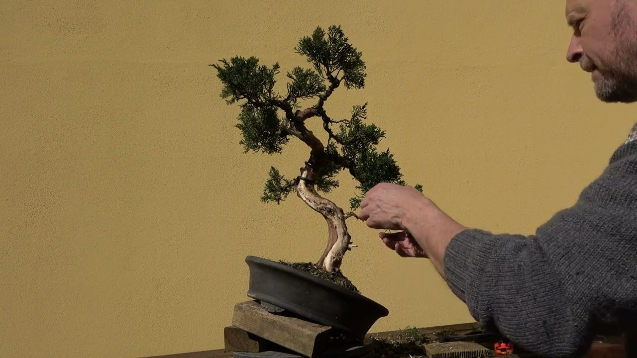 Bonsai. Restyling of a Itoigawa Juniper