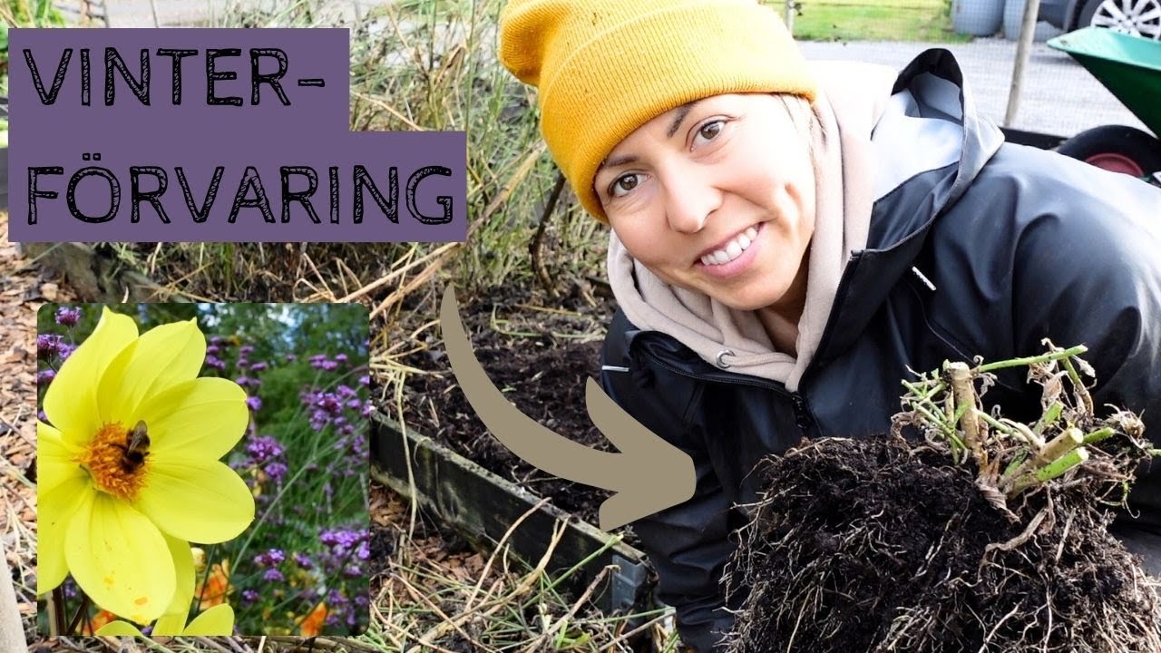 VINTERFÖRVARING av dahlia och jätteverbena - Nu tar jag upp knölarna och plantorna inför vintern.