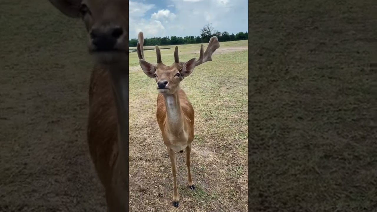 Friendly Deer Wants Pets
