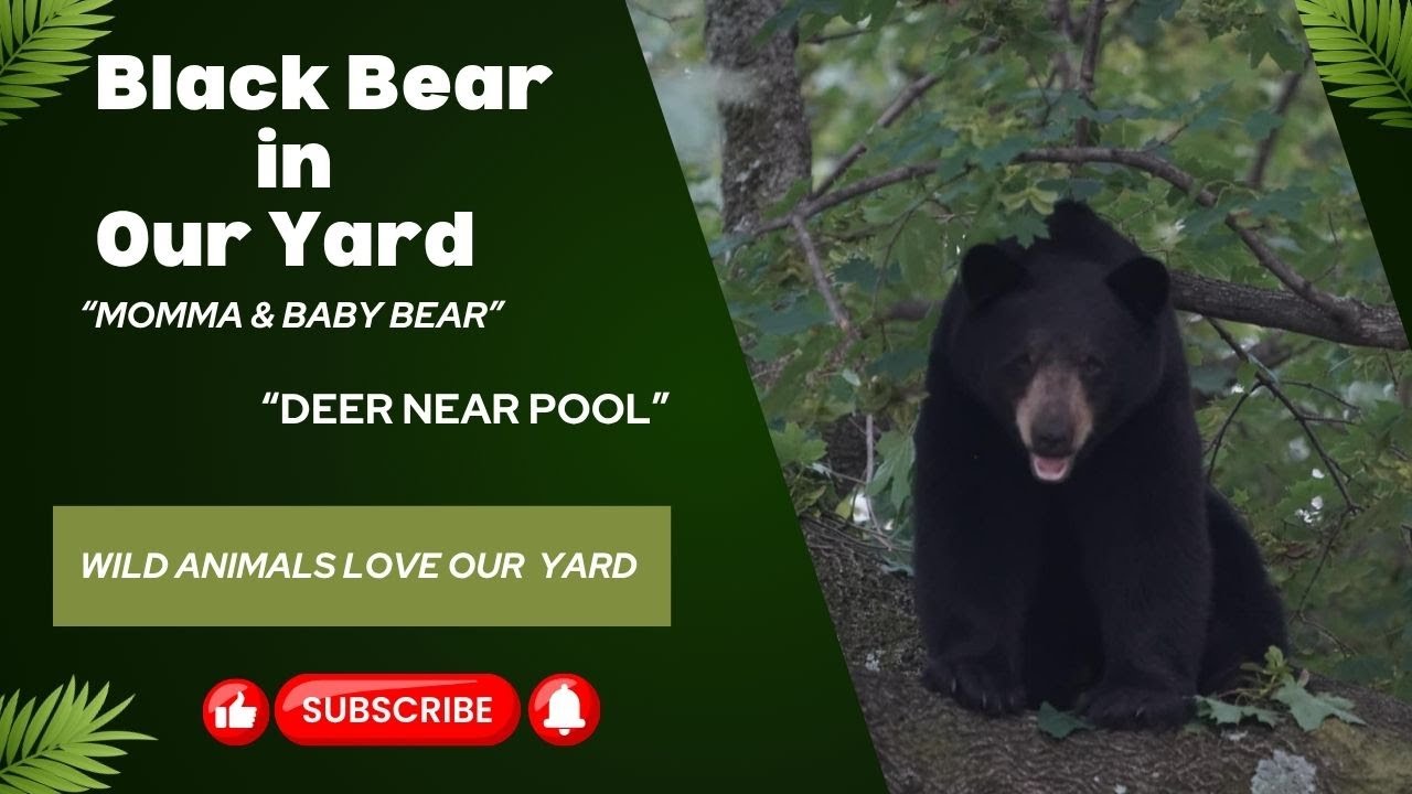 Bear & Deer in Yard | Bear opens Gate & Climbs Tree | Momma & Baby Bear | Deer near Pool | #bear