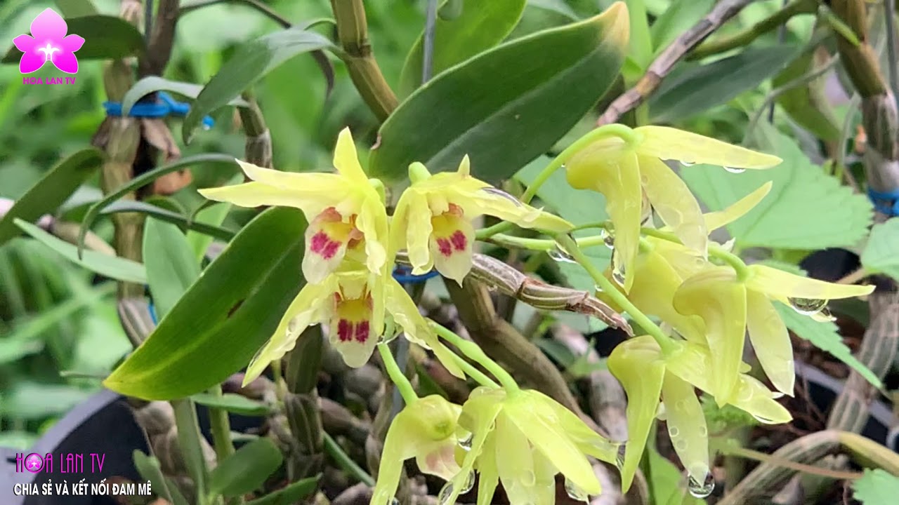 TOP 7 LOẠI LAN CHO NGƯỜI MỚI CHƠI, RẺ ĐẸP DỄ TRỒNG, DỄ CHĂM SÓC, HOA ĐẸP [HOALANTV]