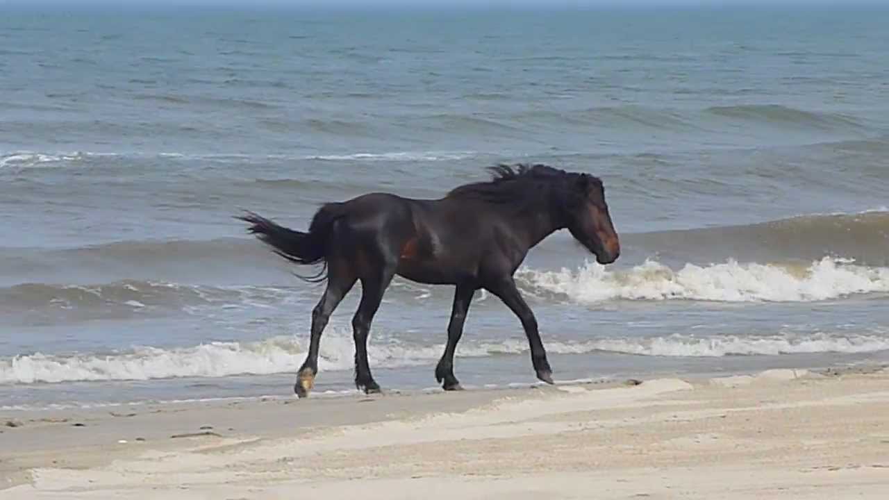 Wild Horses on the Outer Banks, NC